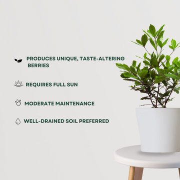 Dwarf chikoo plant for containers